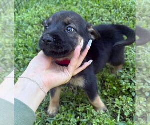 German Shepherd Dog-Unknown Mix Dogs for adoption in Brewster, NY, USA