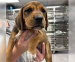 Small #2 Retriever  Mix