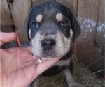 Puppy Brown collar tr Cane Corso
