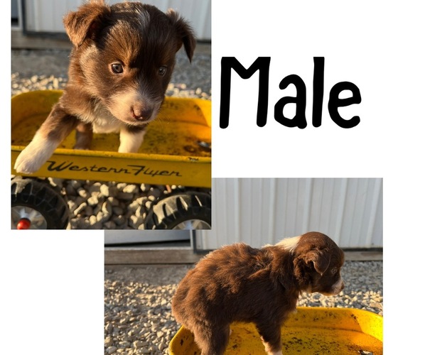 Medium Photo #1 Miniature Australian Shepherd Puppy For Sale in NEW WASHINGTN, IN, USA