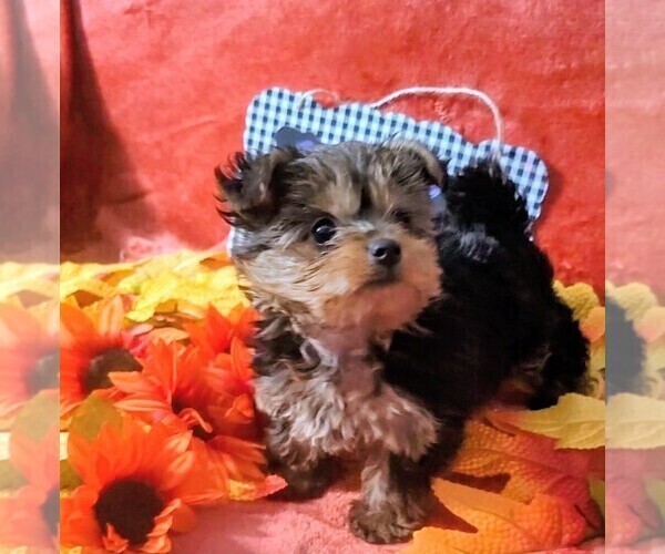 Medium Photo #1 Yorkshire Terrier Puppy For Sale in AKRON, OH, USA