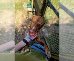 Small Photo #3 Mutt Puppy For Sale in Jackson, MS, USA