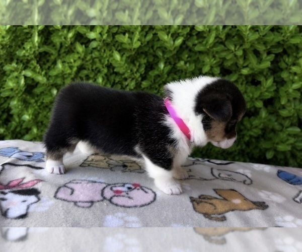 Medium Photo #13 Pembroke Welsh Corgi Puppy For Sale in CERES, CA, USA