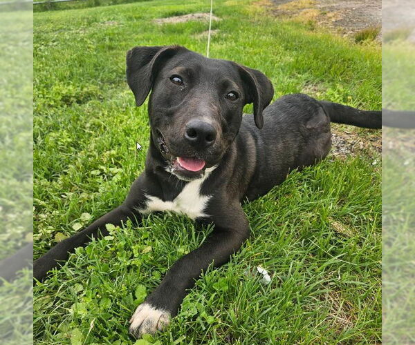 Medium Photo #2 American Pit Bull Terrier-Labrador Retriever Mix Puppy For Sale in St. Ann, MO, USA