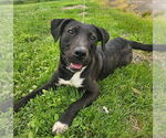Small #1 American Pit Bull Terrier-Labrador Retriever Mix