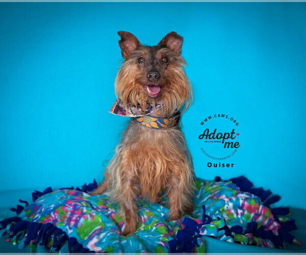 Medium Photo #5 Mutt Puppy For Sale in Salt Lake City, UT, USA