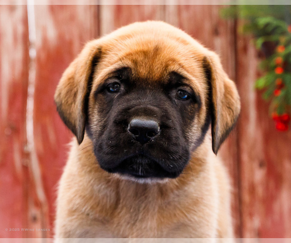Medium Photo #21 Mastiff Puppy For Sale in WAKARUSA, IN, USA