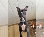 Small American Pit Bull Terrier