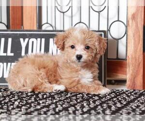 Cavalier King Charles Spaniel-Poochon Mix Puppy for sale in NAPLES, FL, USA