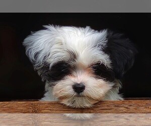 Havamalt Puppy for Sale in BARREN SPRINGS, Virginia USA