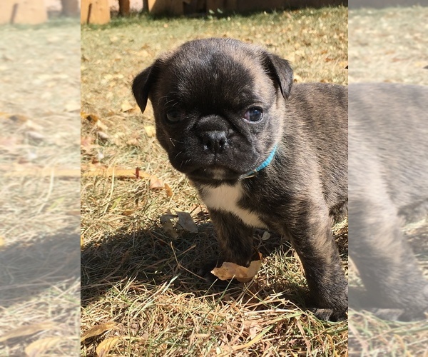 Medium Photo #16 Buggs Puppy For Sale in AFTON, WY, USA