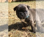 Small Photo #16 Buggs Puppy For Sale in AFTON, WY, USA