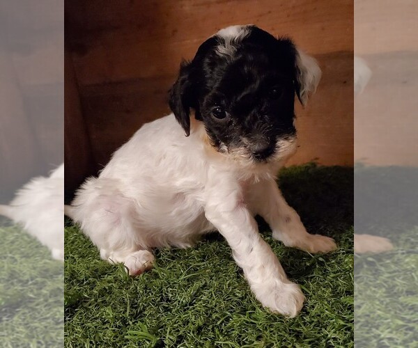 Medium Photo #8 Poodle (Miniature) Puppy For Sale in FILLMORE, UT, USA