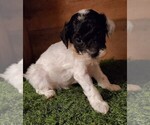 Small Photo #8 Poodle (Miniature) Puppy For Sale in FILLMORE, UT, USA