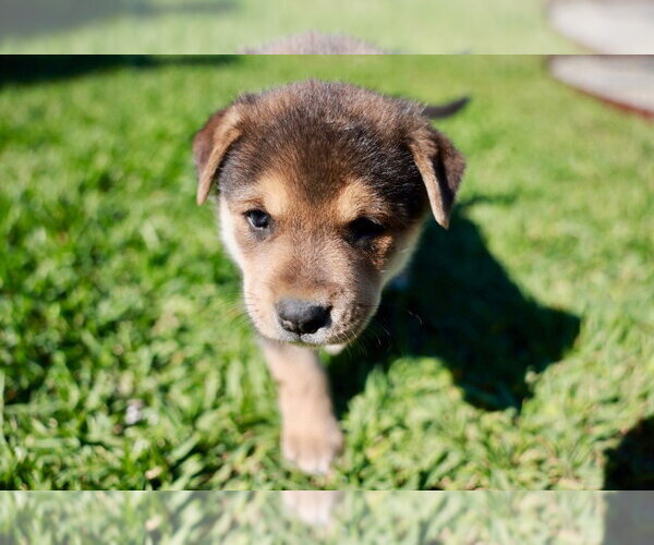 Medium Photo #4 Mutt Puppy For Sale in Lake Forest, CA, USA