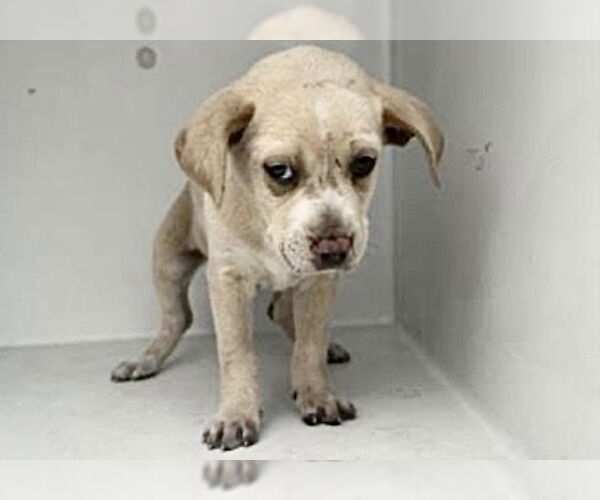 Medium Photo #2 Mutt Puppy For Sale in Houston, TX, USA