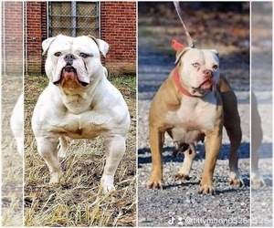 Olde English Bulldogge Puppy for sale in KEVIL, KY, USA