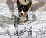 Small #1 Pembroke Welsh Corgi