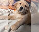 Small Photo #2 Golden Retriever Puppy For Sale in MODESTO, CA, USA