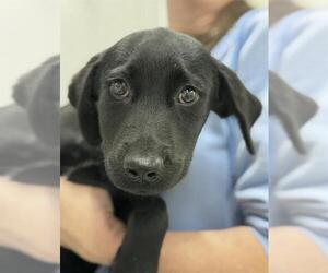 Labrador Retriever-Unknown Mix Dogs for adoption in Canfield, OH, USA