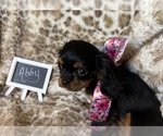 Small Photo #6 Cavalier King Charles Spaniel Puppy For Sale in ABILENE, TX, USA