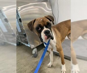 Boxer Dogs for adoption in Austin, TX, USA