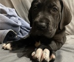 Small Photo #10 Great Dane Puppy For Sale in Elroy, WI, USA
