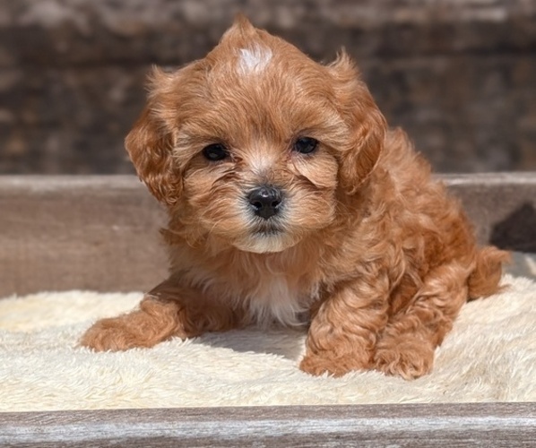 Medium Photo #59 Cavapoo (Miniature) Puppy For Sale in GOSHEN, IN, USA
