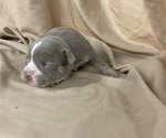 Small Photo #21 Olde English Bulldogge Puppy For Sale in CHETEK, WI, USA