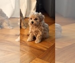 Puppy Puppy 1 Maltipoo
