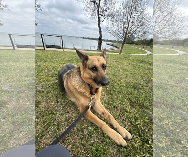 Medium Photo #3 German Shepherd Dog Puppy For Sale in McKinney, TX, USA