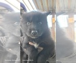 Small Photo #7 Wolf Hybrid Puppy For Sale in DALTON, OH, USA