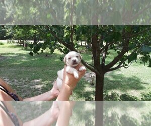 French Bulldog Puppy for sale in NEW WAVERLY, TX, USA