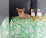Small #6 Pembroke Welsh Corgi