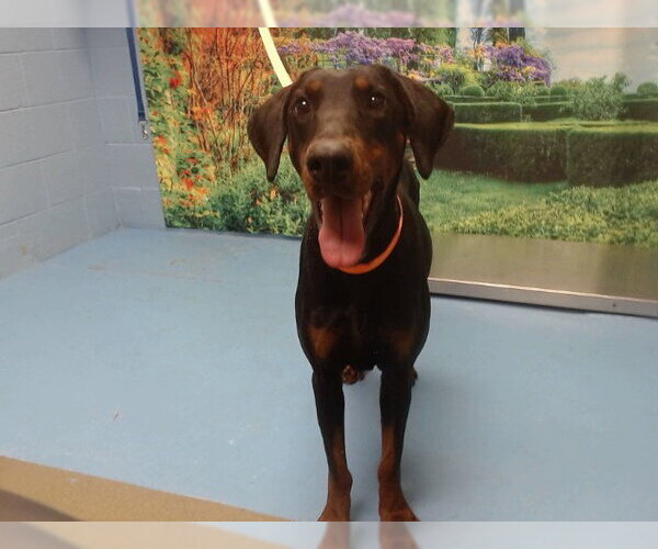 Medium Photo #1 Doberman Pinscher-Unknown Mix Puppy For Sale in Moreno Valley, CA, USA