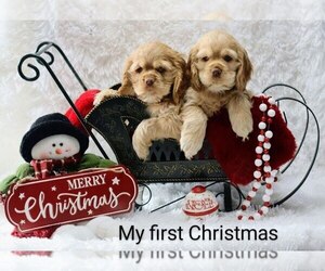 Cocker Spaniel Litter for sale in LOYAL, WI, USA