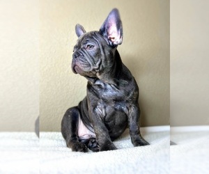 French Bulldog Puppy for sale in OJAI, CA, USA