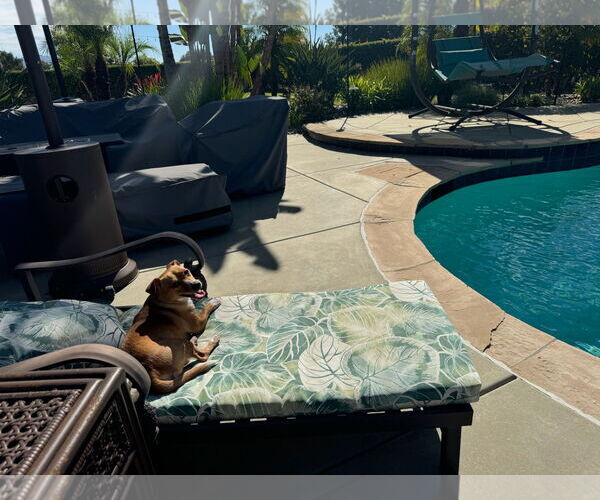 Medium Photo #14 Chiweenie Puppy For Sale in Escondido, CA, USA