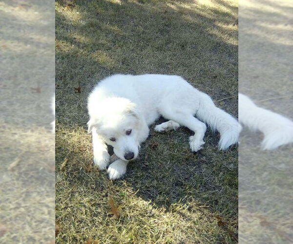 Medium Photo #3 Great Pyrenees Puppy For Sale in Spring, TX, USA