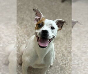 American Pit Bull Terrier-Unknown Mix Dogs for adoption in Martinsburg, WV, USA