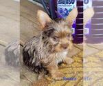 Small #14 Yorkshire Terrier
