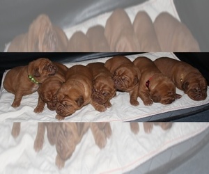 Dogue de Bordeaux Puppy for Sale in ATTLEBORO, Massachusetts USA