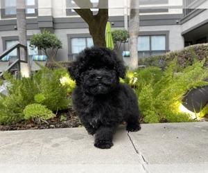 Poodle (Toy)-Yorkshire Terrier Mix Puppy for sale in HOUSTON, TX, USA