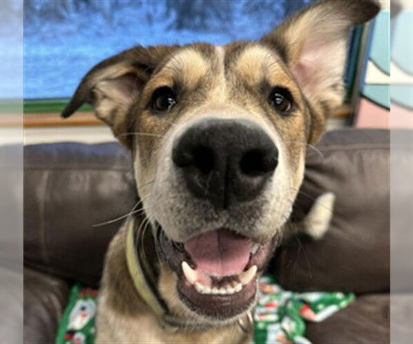 Medium Photo #1 Alaskan Malamute-German Shepherd Dog Mix Puppy For Sale in Anchorage, AK, USA