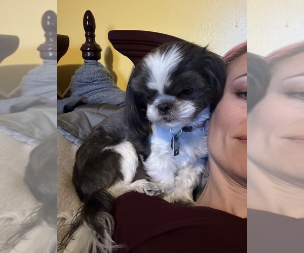Medium Photo #1 Shih Tzu Puppy For Sale in HARRISBURG, PA, USA