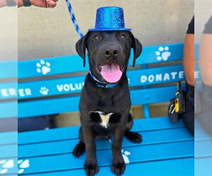 Labrador Retriever Dogs for adoption in Long Beach, CA, USA