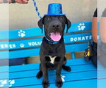 Small Labrador Retriever