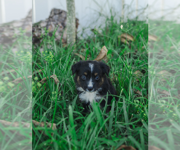 Medium Photo #3 Miniature Australian Shepherd Puppy For Sale in CAPE CORAL, FL, USA