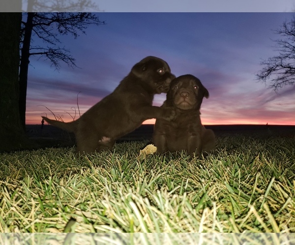 Medium Photo #1 Labrador Retriever Puppy For Sale in MORRILL, KS, USA