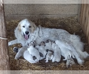 Mother of the Great Pyrenees puppies born on 04/15/2019